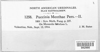 Puccinia menthae image